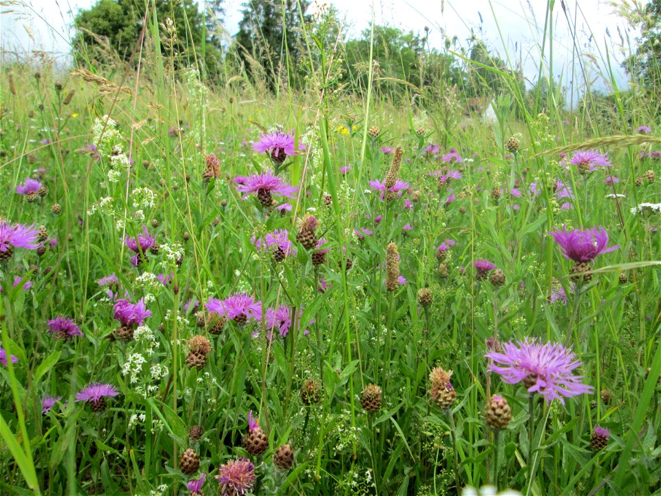 Wiesen-Flockenblume (Centaurea jacea) auf einer typischen „Bliesgau-Wiese“ bei Fechingen