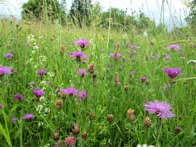 Wiesen-Flockenblume (Centaurea jacea) auf einer typischen „Bliesgau-Wiese“ bei Fechingen