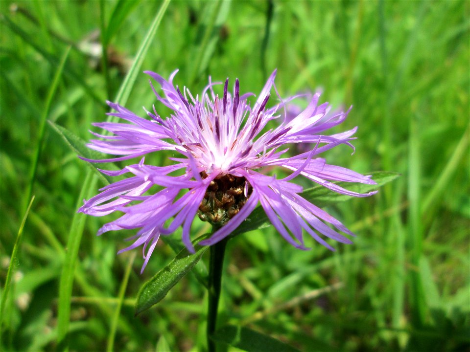 Wiesen-Flockenblume (Centaurea jacea) im Naturschutzgebiet „St. Arnualer Wiesen“
