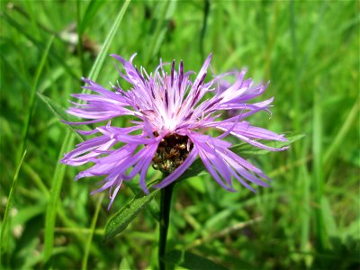 Wiesen-Flockenblume (Centaurea jacea) im Naturschutzgebiet „St. Arnualer Wiesen“