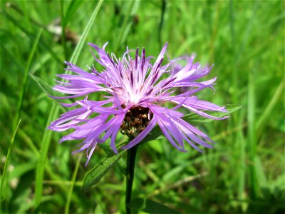 Wiesen-Flockenblume (Centaurea jacea) im Naturschutzgebiet „St. Arnualer Wiesen“ photo