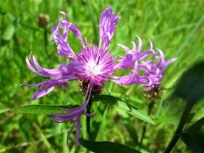 Wiesen-Flockenblume (Centaurea jacea) im Naturschutzgebiet „St. Arnualer Wiesen“ photo