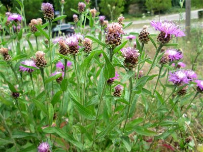 Wiesen-Flockenblume (Centaurea jacea) in Alt-Saarbrücken
