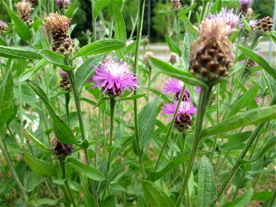Wiesen-Flockenblume (Centaurea jacea) in Alt-Saarbrücken
