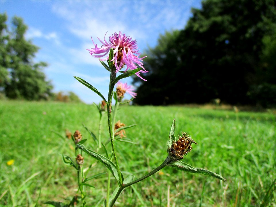 Wiesen-Flockenblume (Centaurea jacea) oberhalb von Güdingen