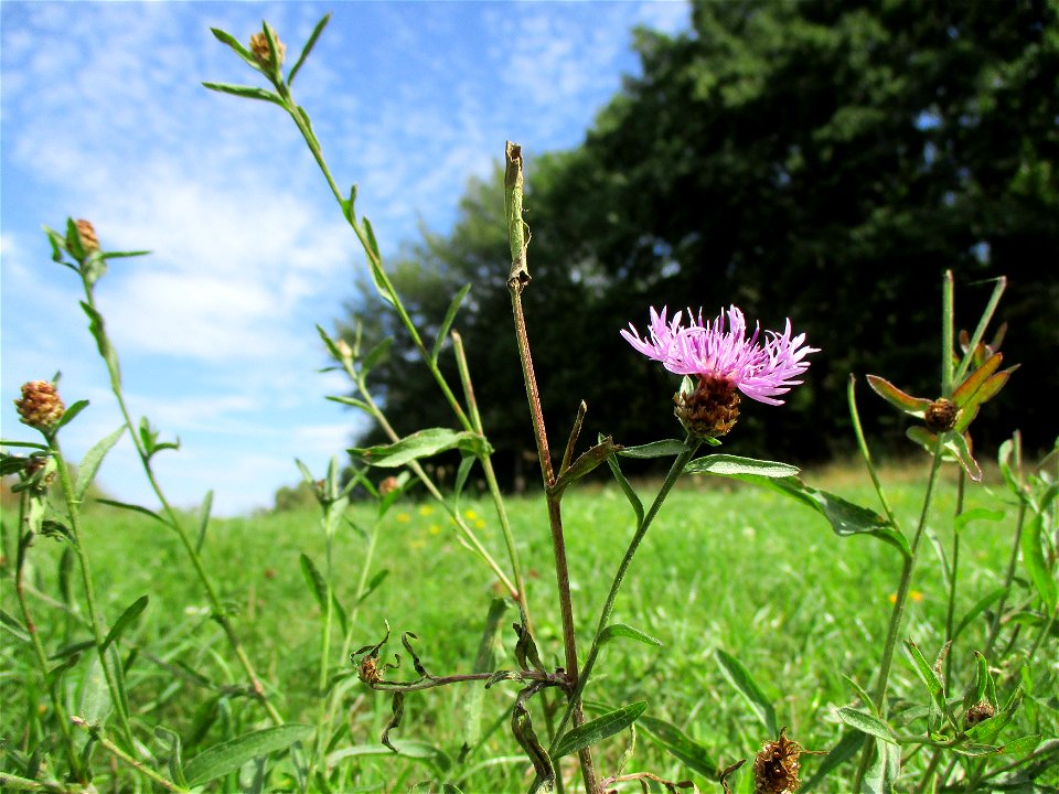 Wiesen-Flockenblume (Centaurea jacea) oberhalb von Güdingen
