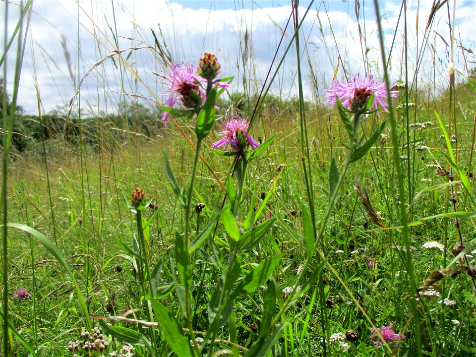 Wiesen-Flockenblume (Centaurea jacea) bei Eschringen