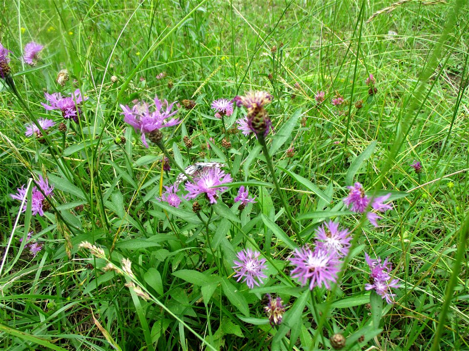 Wiesen-Flockenblume (Centaurea jacea) auf einer Schmetterlingswiese im Naturschutzgebiet Südlicher Bliesgau/Auf der Lohe bei Gersheim