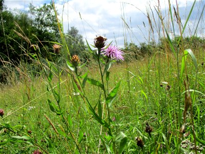 Wiesen-Flockenblume (Centaurea jacea) bei Eschringen photo