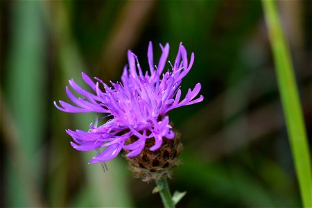 Living Insects on flower. photo