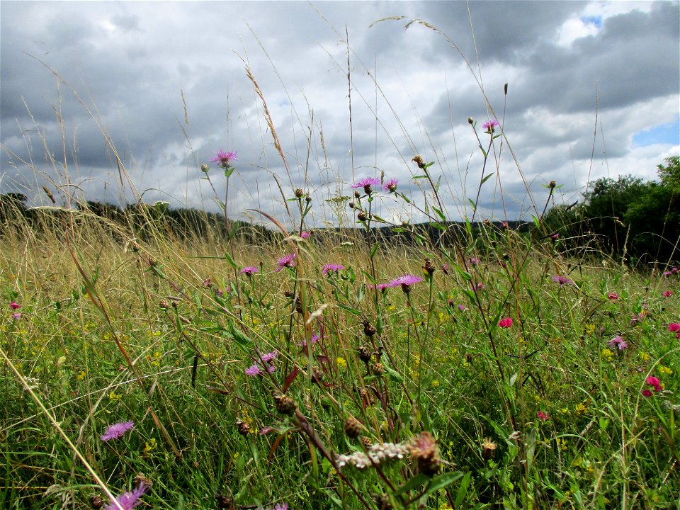 Wiesen-Flockenblume (Centaurea jacea) bei Eschringen