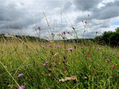 Wiesen-Flockenblume (Centaurea jacea) bei Eschringen