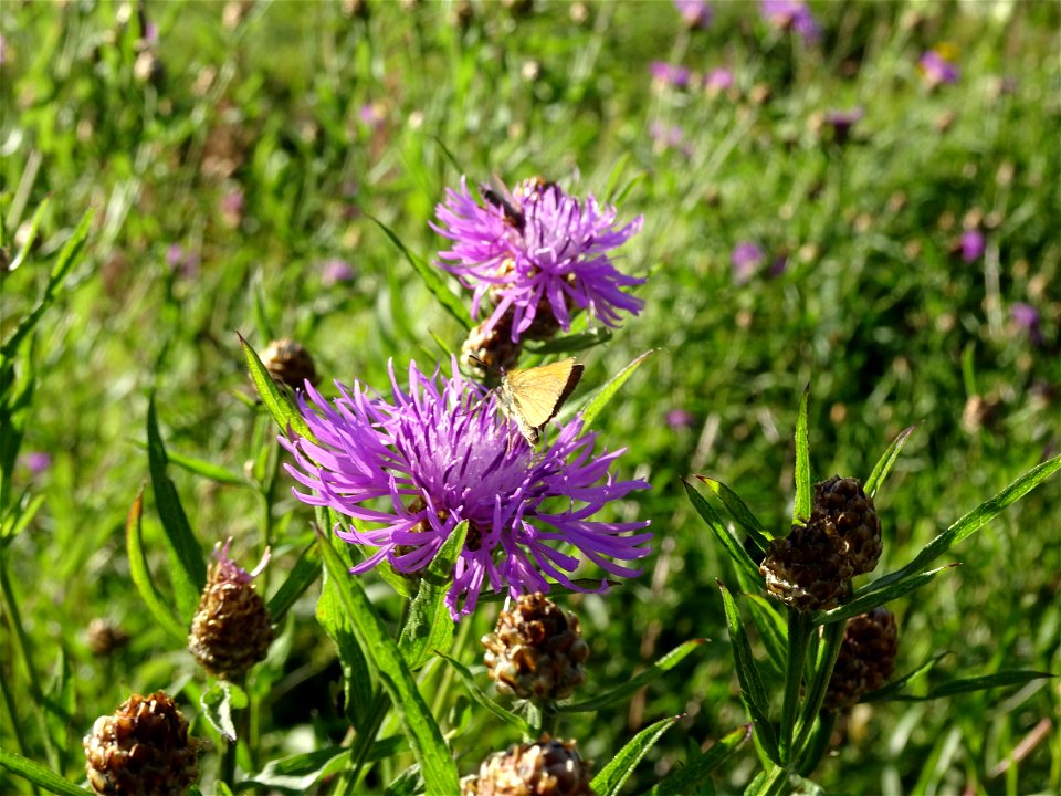 Arujumikas (Centaurea jacea), teeservas Mäksa vallas