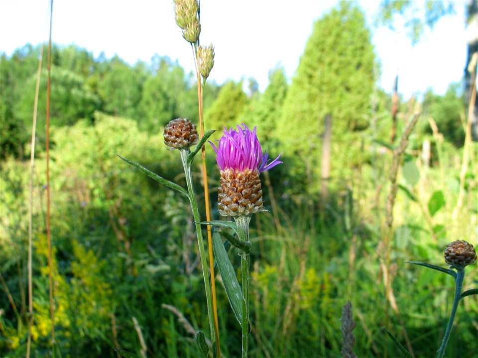 Centaurea jacea, photo taken in Sweden