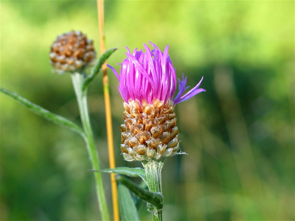 Centaurea jacea, photo taken in Sweden