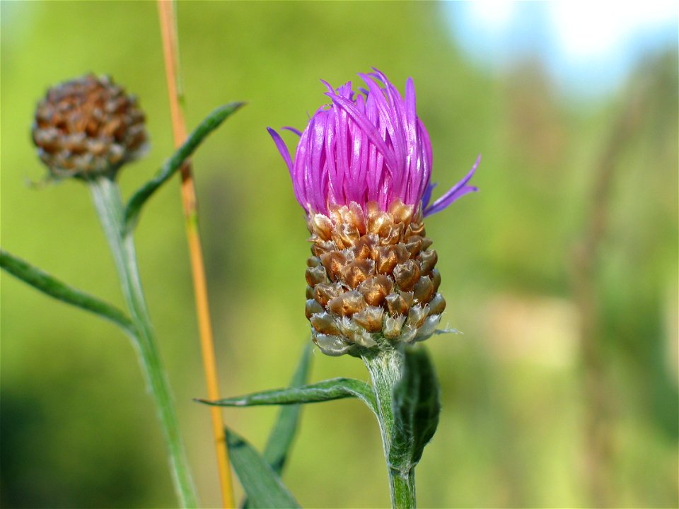 Centaurea jacea, photo taken in Sweden