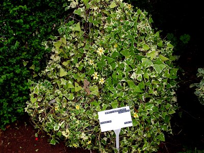 Senecio. Photo taken in Madeira