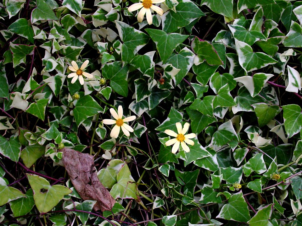 Senecio. Photo taken in Madeira
