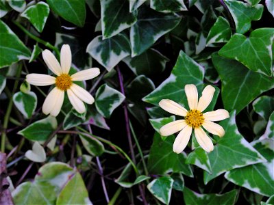 Senecio. Photo taken in Madeira