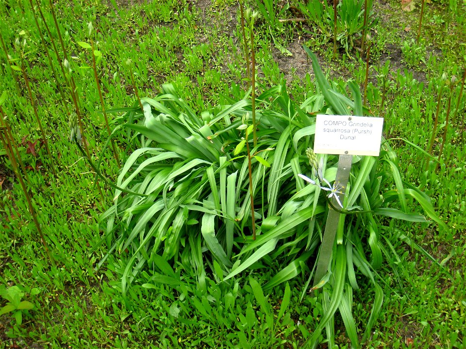 Grindelia squarrosa specimen in the Botanischer Garten, Berlin-Dahlem (Berlin Botanical Garden), Berlin, Germany.

This is not Grindelia squarrosa, which has a characteristic leaf shape.  Something el
