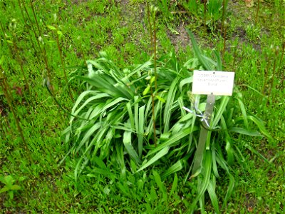 Grindelia squarrosa specimen in the Botanischer Garten, Berlin-Dahlem (Berlin Botanical Garden), Berlin, Germany.

This is not Grindelia squarrosa, which has a characteristic leaf shape.  Something el