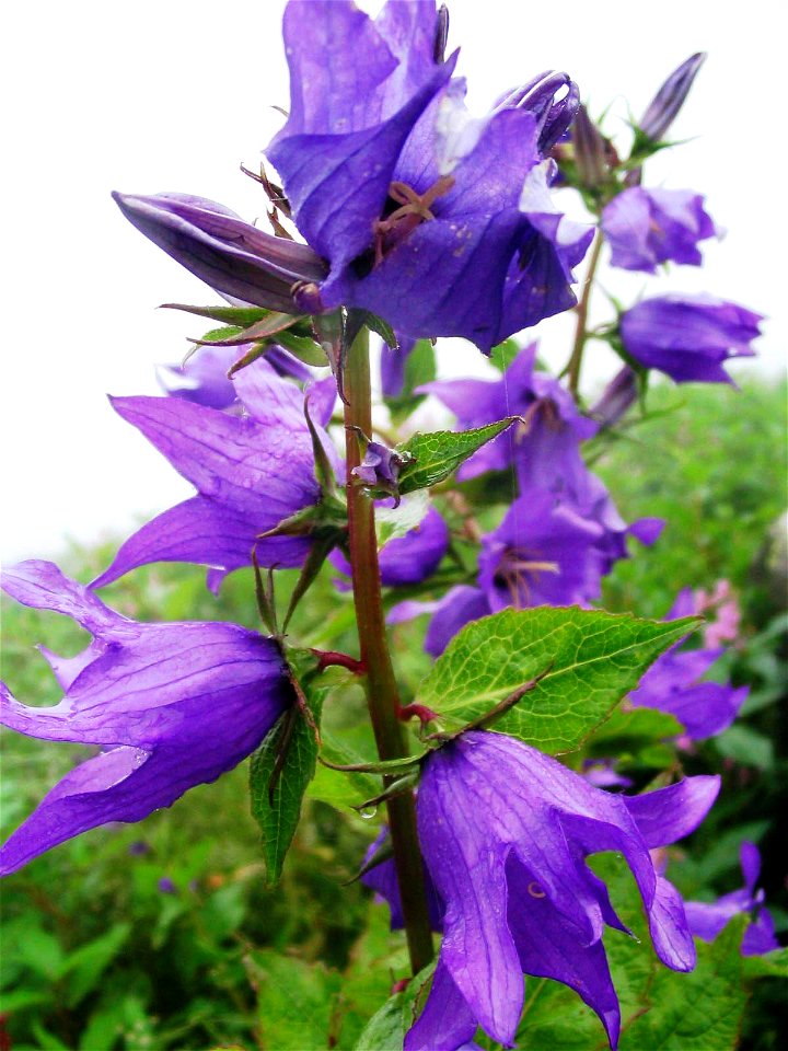 Himalayan Bell Flower. Photographed by Pankaj Batra, New Delhi, India
Beauty of a full bloom purple flower in Valley of Flowers in August.

Canon Powershot