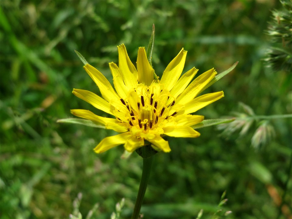 Wiesen-Bocksbart (Tragopogon pratensis) an der Saar in Saarbrücken