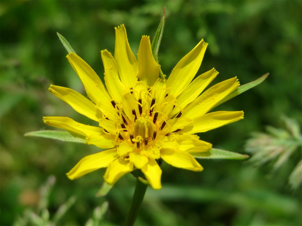 Wiesen-Bocksbart (Tragopogon pratensis) an der Saar in Saarbrücken