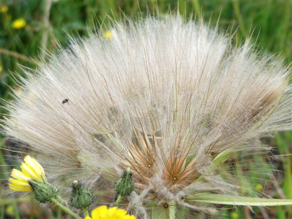 Wiesen-Bocksbart (Tragopogon pratensis) in Bruchmühlbach-Miesau