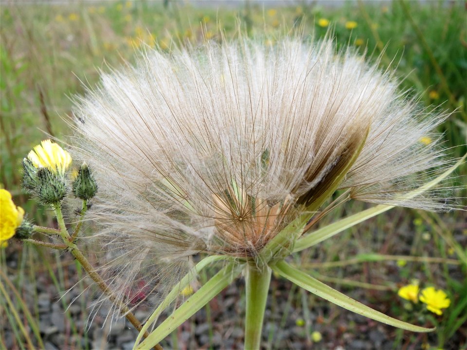Wiesen-Bocksbart (Tragopogon pratensis) in Bruchmühlbach-Miesau