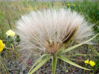 Wiesen-Bocksbart (Tragopogon pratensis) in Bruchmühlbach-Miesau