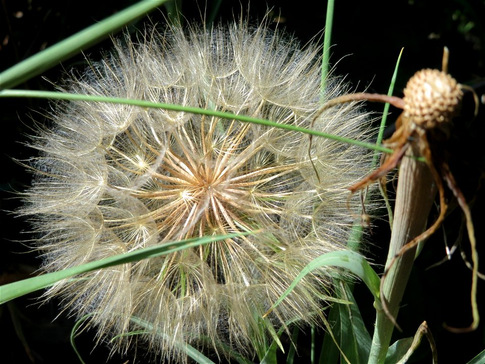 Großer Bocksbart (Tragopogon dubius) bei Hockenheim