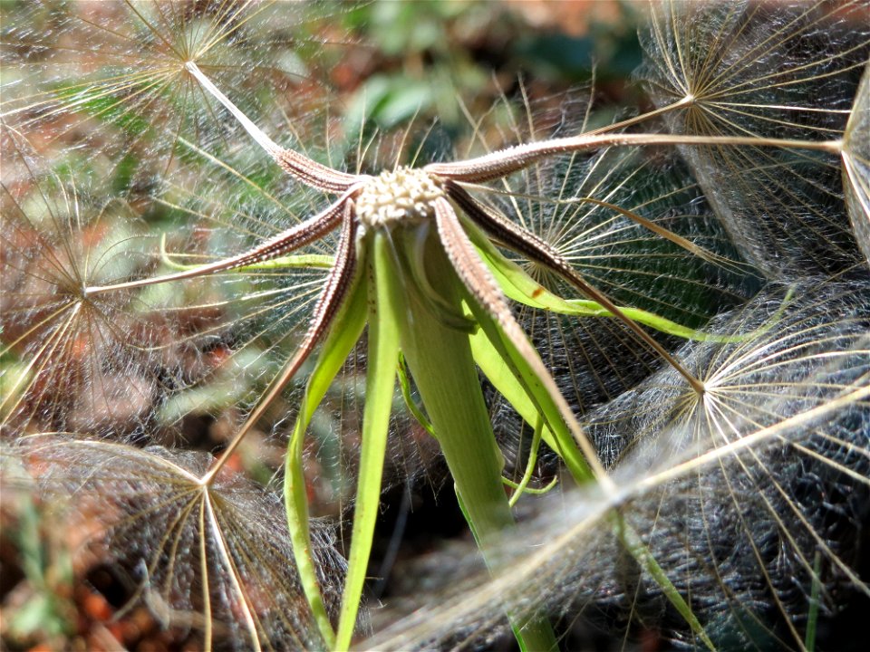 Großer Bocksbart (Tragopogon dubius) bei Hockenheim