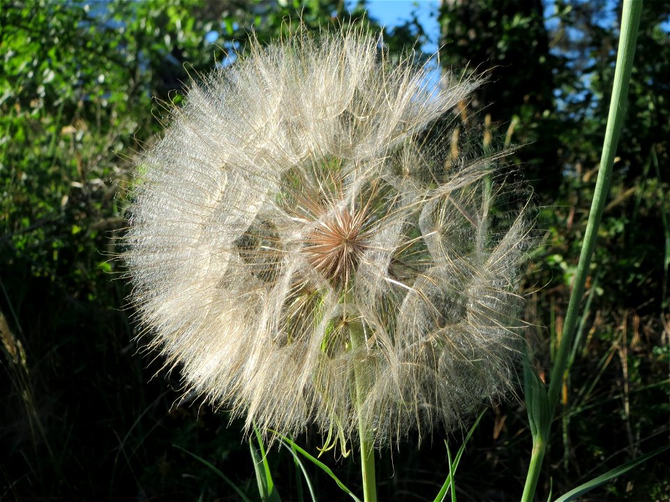 Wiesen-Bocksbart (Tragopogon pratensis) im Schwetzinger Hardt