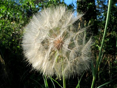 Wiesen-Bocksbart (Tragopogon pratensis) im Schwetzinger Hardt