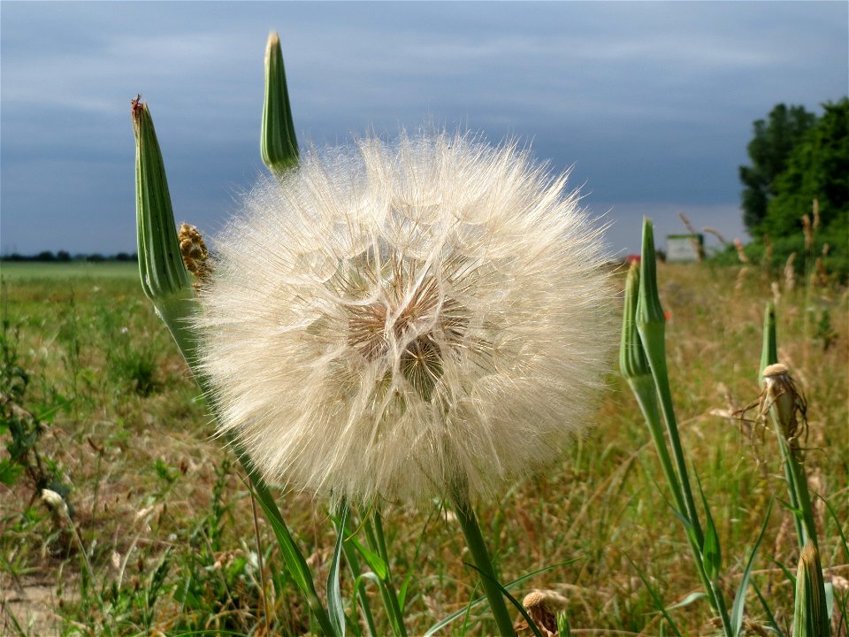 Wiesen-Bocksbart (Tragopogon pratensis) bei Reilingen
