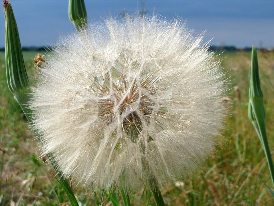 Wiesen-Bocksbart (Tragopogon pratensis) bei Reilingen