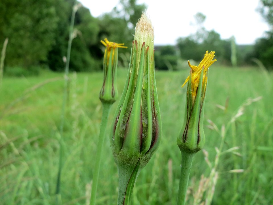 Wiesen-Bocksbart (Tragopogon pratensis) an der Saaraue Güdingen