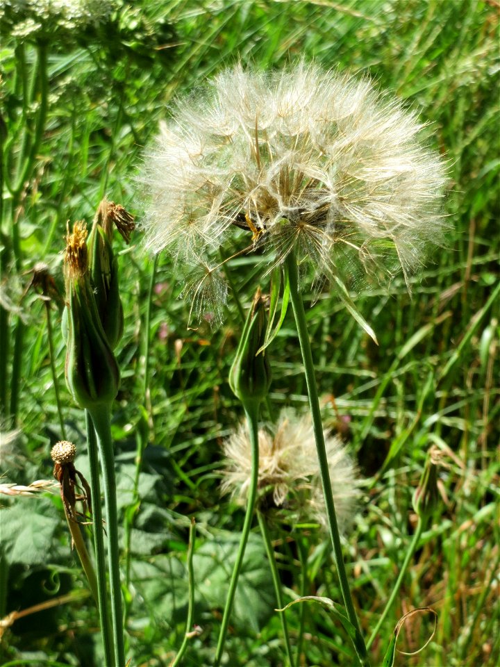 Wiesen-Bocksbart (Tragopogon pratensis) im Almet in Sankt Arnual - deutlich zu unterscheiden vom Großen Bocksbart am kurzen und festen Blütenstiel