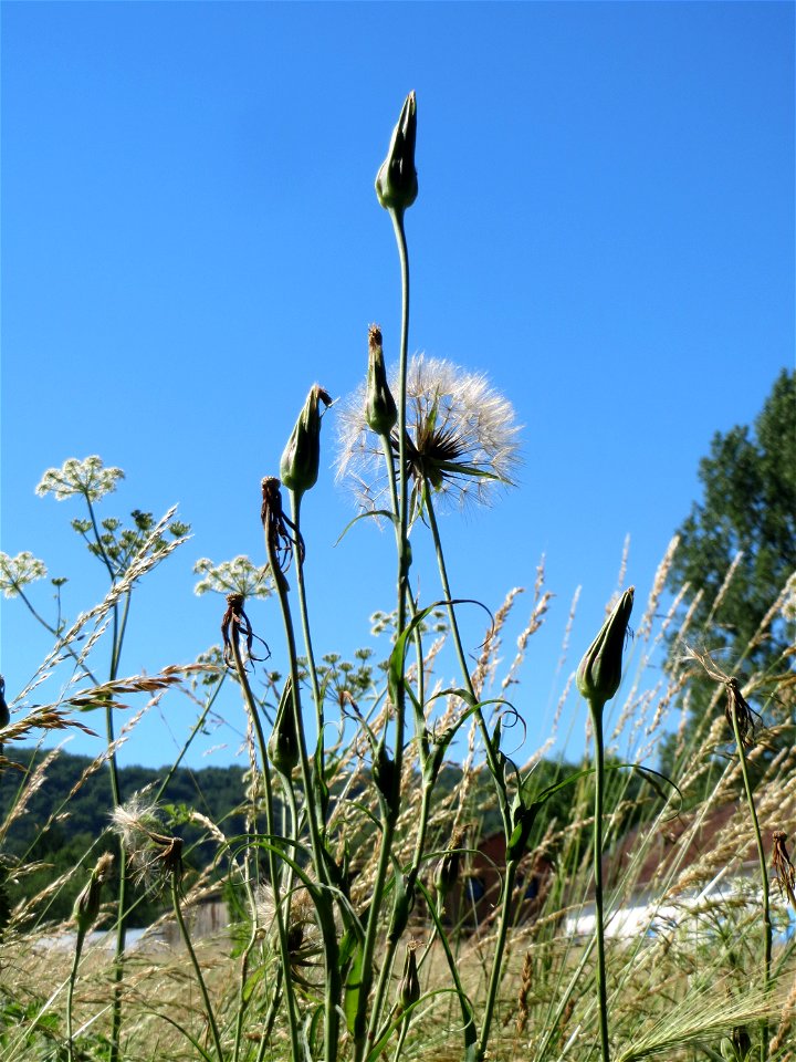 Wiesen-Bocksbart (Tragopogon pratensis) im Almet in Sankt Arnual - deutlich zu unterscheiden vom Großen Bocksbart am kurzen und festen Blütenstiel