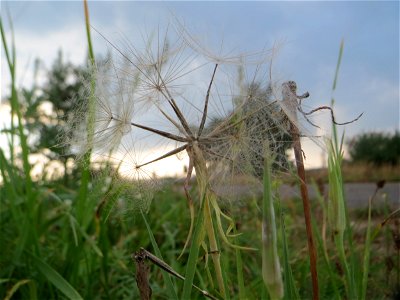 Wiesen-Bocksbart (Tragopogon pratensis) am Wingertsbuckelweg in Oftersheim