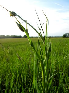 Wiesen-Bocksbart (Tragopogon pratensis) im Landschaftsschutsgebiet „Saalbachniederung“ bei Bruchsal