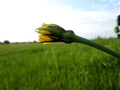 Wiesen-Bocksbart (Tragopogon pratensis) im Landschaftsschutsgebiet „Saalbachniederung“ bei Bruchsal