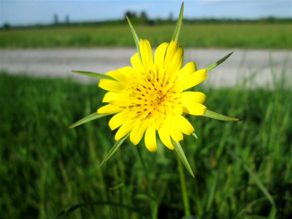 Aufgeblühter Wiesen-Bocksbart (Tragopogon pratensis) im Landschaftsschutsgebiet „Saalbachniederung“ bei Bruchsal