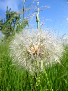 Wiesen-Bocksbart (Tragopogon pratensis) auf einer Glatthafer-Wiese im Naturschutzgebiet „Bachwiesen/Leopoldswiesen“ im Hockenheimer Rheinbogen