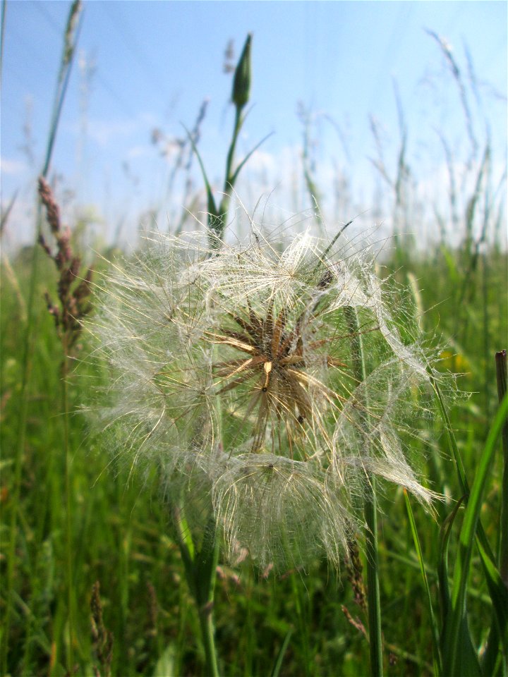 Wiesen-Bocksbart (Tragopogon pratensis) auf einer Glatthafer-Wiese im Naturschutzgebiet „Bachwiesen/Leopoldswiesen“ im Hockenheimer Rheinbogen