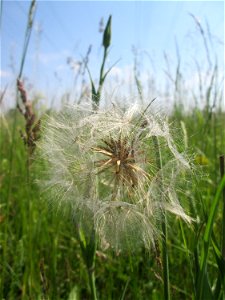 Wiesen-Bocksbart (Tragopogon pratensis) auf einer Glatthafer-Wiese im Naturschutzgebiet „Bachwiesen/Leopoldswiesen“ im Hockenheimer Rheinbogen
