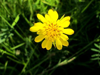 Wiesen-Bocksbart (Tragopogon pratensis) an der Saar in Saarbrücken