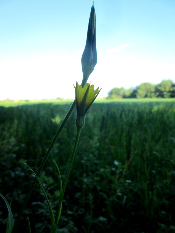Wiesen-Bocksbart (Tragopogon pratensis) im Naturschutzgebiet „Hochholz-Kapellenbruch“