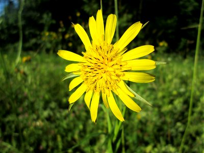 Wiesen-Bocksbart (Tragopogon pratensis) im Naturschutzgebiet „Hochholz-Kapellenbruch“